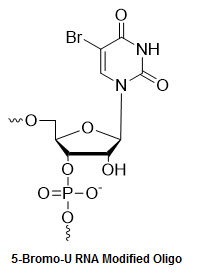 Bio-Synthesis Inc. Oligo Structure